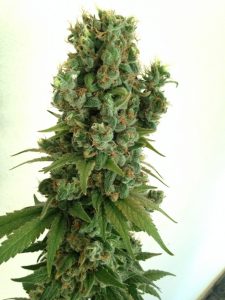 Grower dedo verde