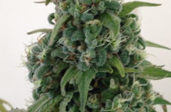 3 Benefícios de ser um GROWER e TER UM CULTIVO INDOOR