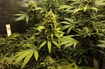 Descubra Como Resolver Problemas com Folhas Amarelas no Cultivo Indoor