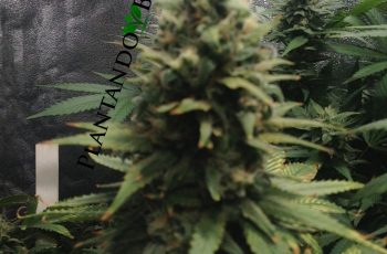 COMO FAZER A REGA – CULTIVO INDOOR / GROW
