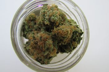 Faça isso e COMECE SEU CULTIVO INDOOR rápido, em 21 dias