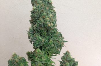 3 MOTIVOS DE PORQUE É SEGURO TER UM GROW – CULTIVO INDOOR
