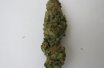 DESCRIMINALIZAÇÃO DO USO PESSOAL DE DR0G@S E CULTIVO DE ATÉ 6 PLANTAS