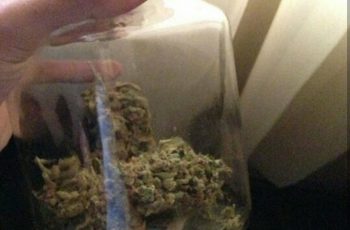3 dicas para NÃO PERDER TEMPO no cultivo indoor