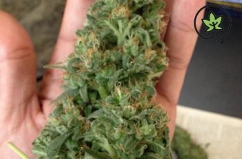 Resultado da COLHEITA DE MACONHA usando o produto misterioso
