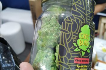 Último Vídeo na Expo Head e Grow 2019 *COMI UM “BUD”*