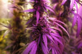 Porque começar um CULTIVO INDOOR