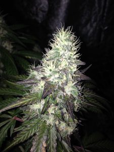 regulamentação do cultivo de maconha medicinal, planta de cannabis medicinal