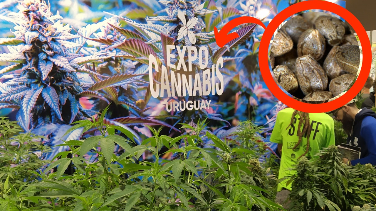 Visitei os bancos de sementes na Expo-Cannabis Uruguay