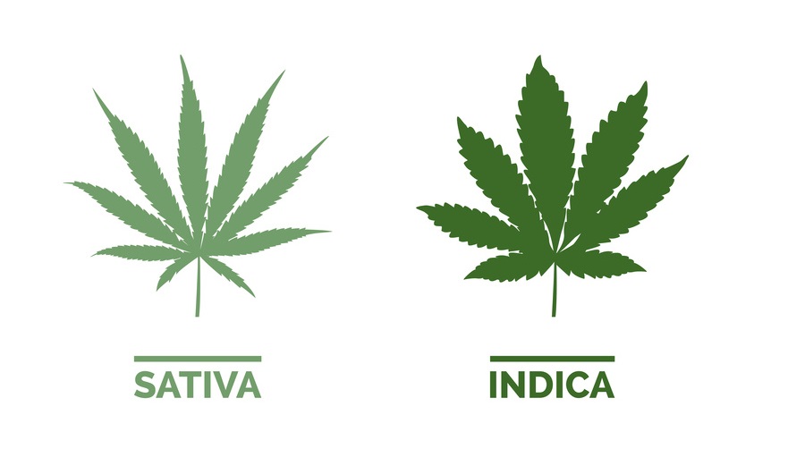 cannabis sativa e indica diferenças