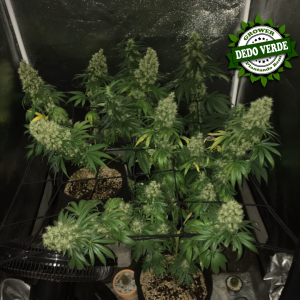 curso de cultivo indoor