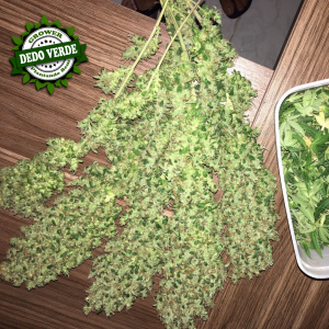 Curso de Cultivo Indoor