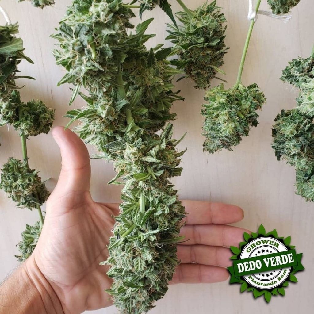 como plantar maconha Hora da Colheita