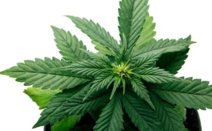 Cannabis sativa indica ruderalis