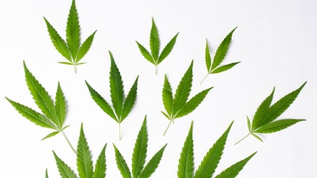 Cannabis sativa indica ruderalis