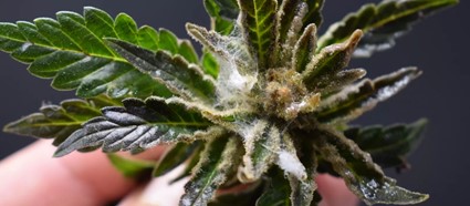 Doenças da Cannabis: saiba a melhor forma de maneja-las