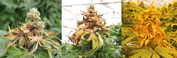 doenças pragas, mofo planta cannabis maconha