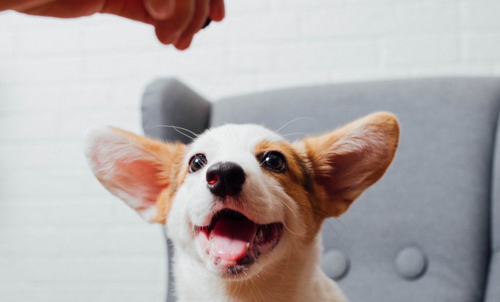 canabidiol para animais