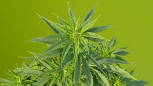 tudo sobre thc