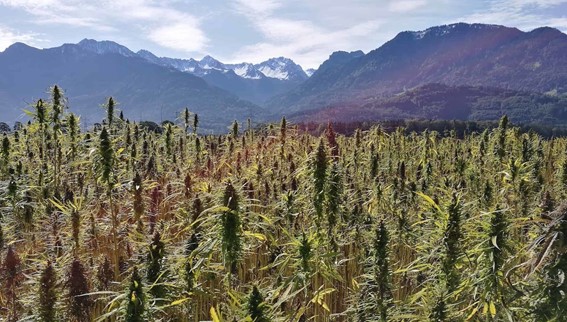 landrace