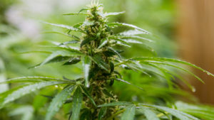 segurança de plantar maconha