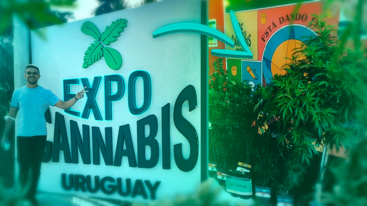 Chegando na Expo Cannabis Uruguai